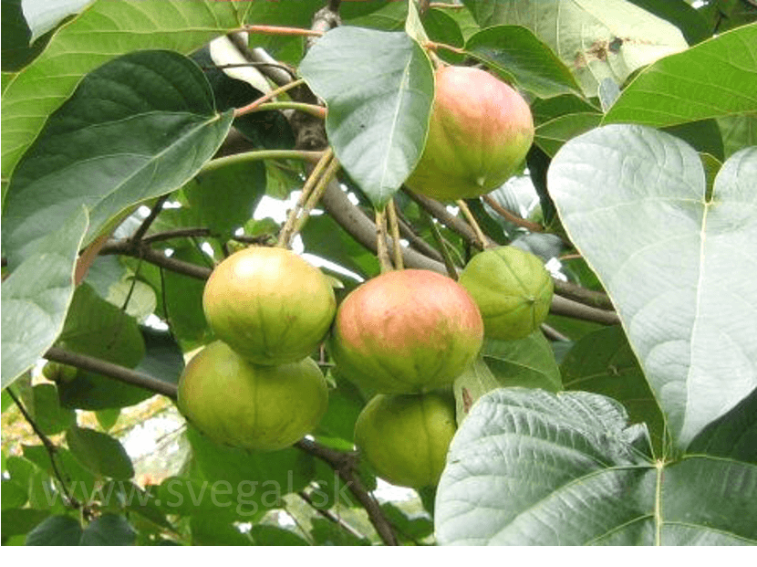 Plody tungového orecha